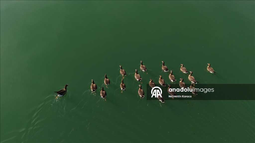 Птичий рай озера Эрчек стал пристанищем для диких гусей