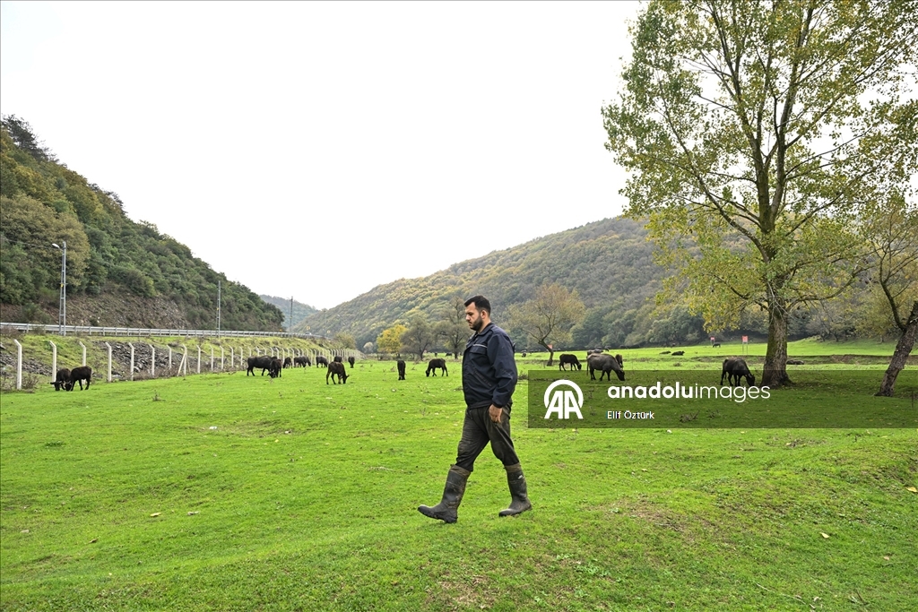 İstanbul'un köy hayatı süren mahallelerinde stresten uzak organik yaşam