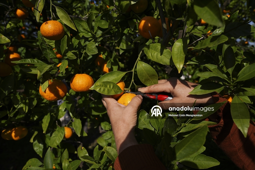 İzmir'in satsuma mandalinasında verim arttı