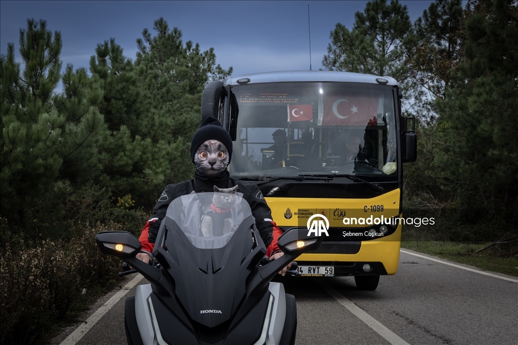 На улицах Стамбула появился кот-мотоциклист