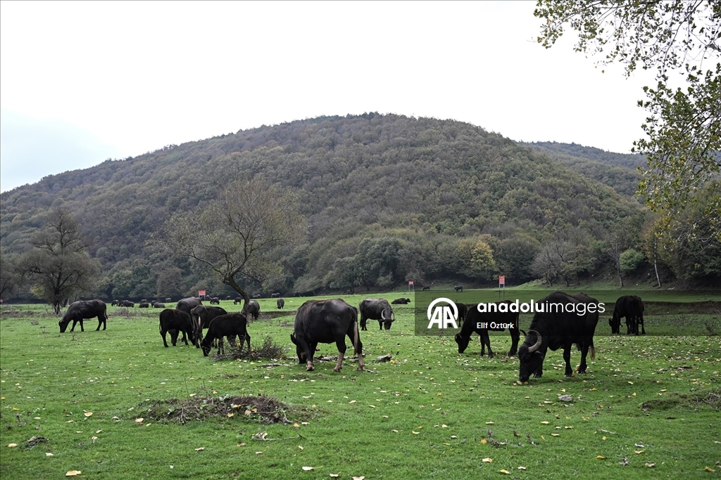 İstanbul'un köy hayatı süren mahallelerinde stresten uzak organik yaşam