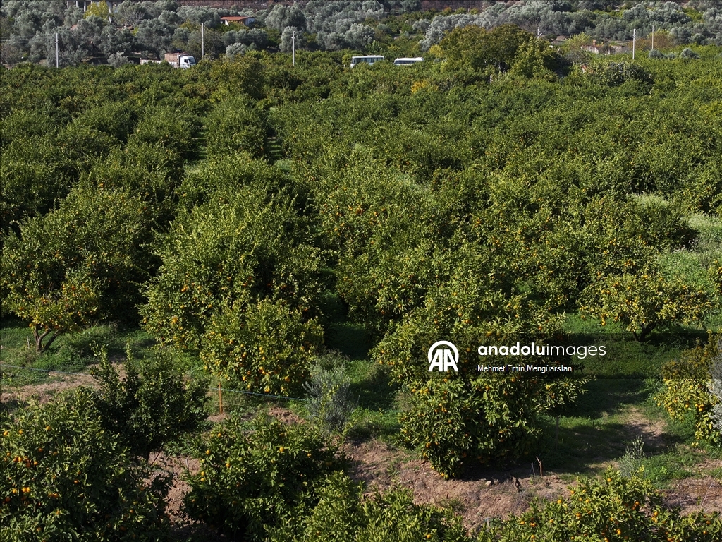 İzmir'in satsuma mandalinasında verim arttı