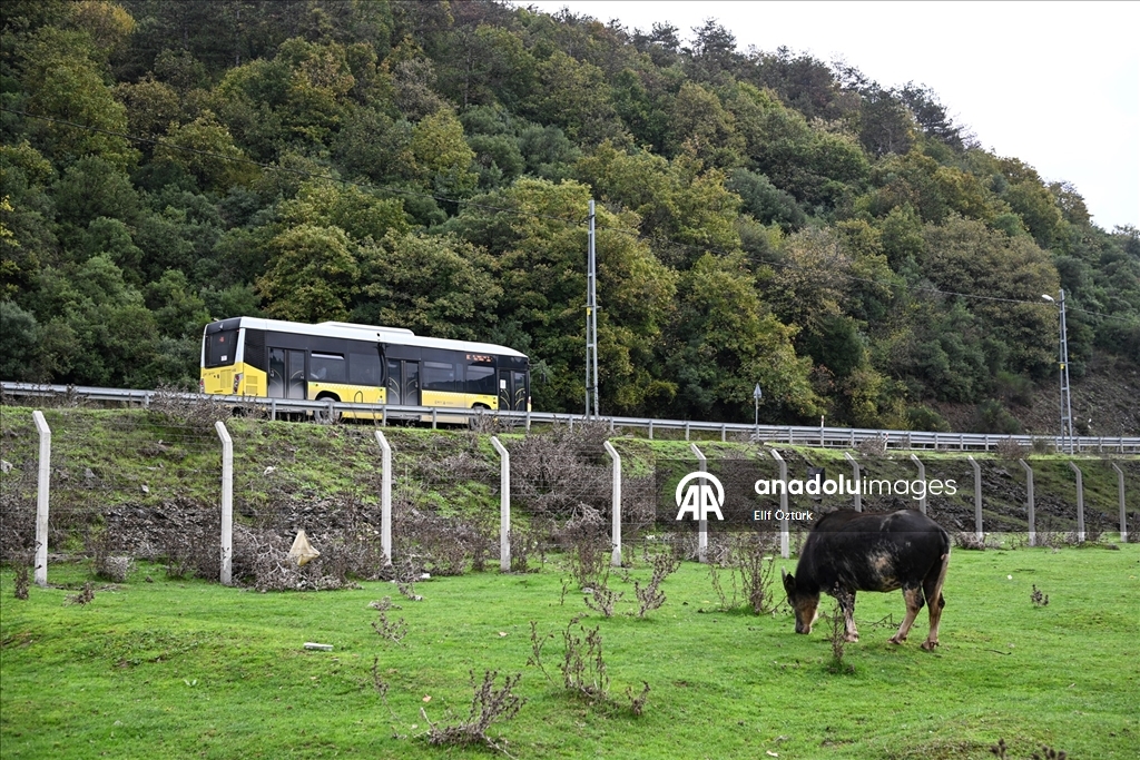 İstanbul'un köy hayatı süren mahallelerinde stresten uzak organik yaşam