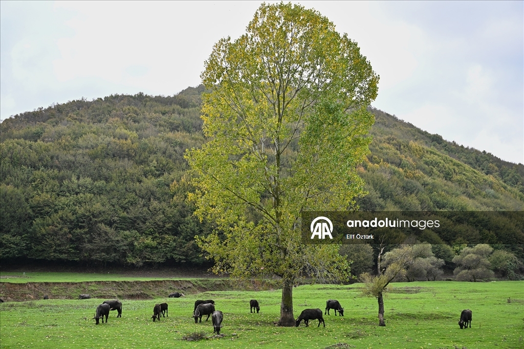 İstanbul'un köy hayatı süren mahallelerinde stresten uzak organik yaşam