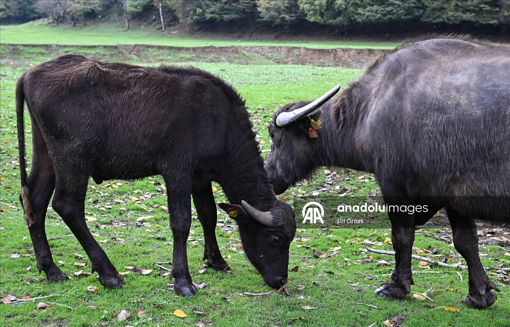 İstanbul'un köy hayatı süren mahallelerinde stresten uzak organik yaşam