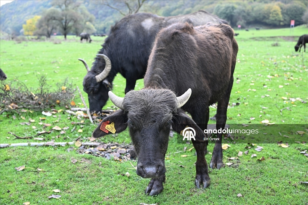 İstanbul'un köy hayatı süren mahallelerinde stresten uzak organik yaşam