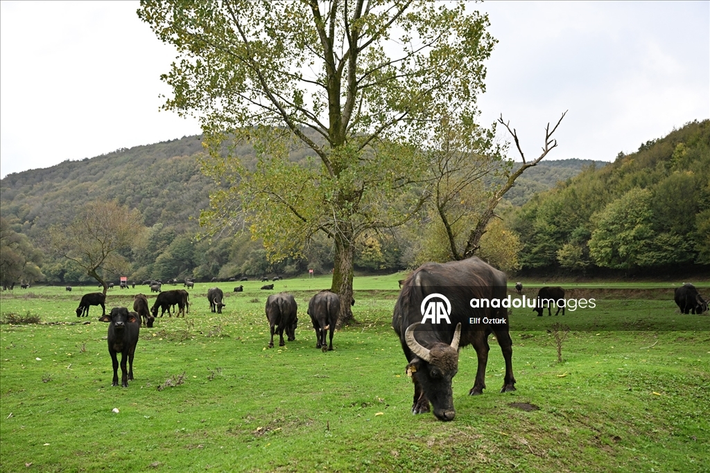 İstanbul'un köy hayatı süren mahallelerinde stresten uzak organik yaşam