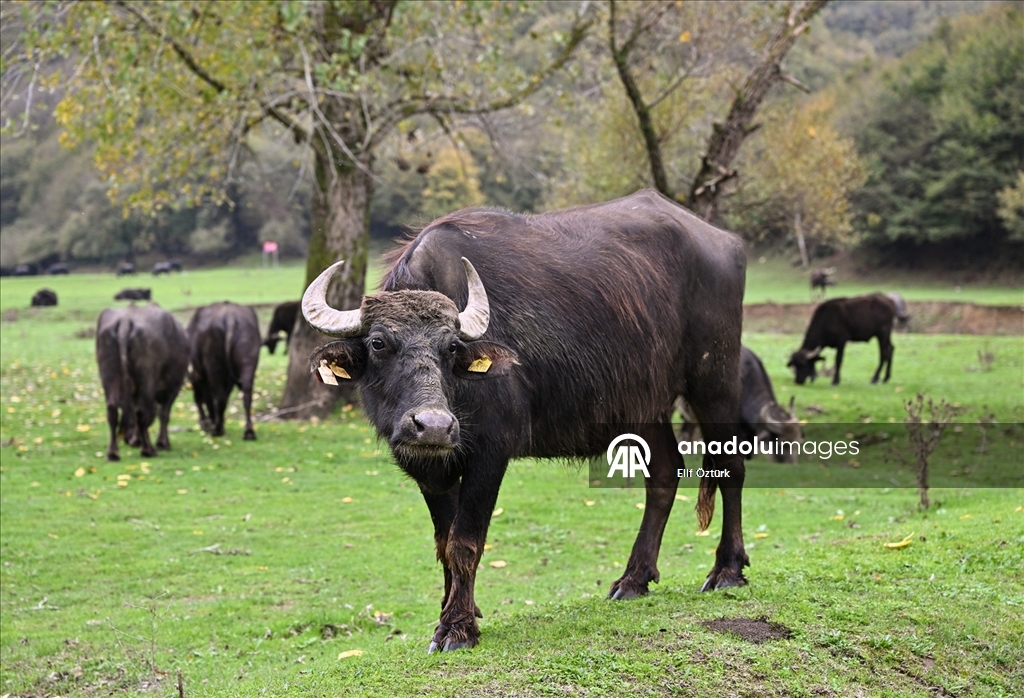 İstanbul'un köy hayatı süren mahallelerinde stresten uzak organik yaşam