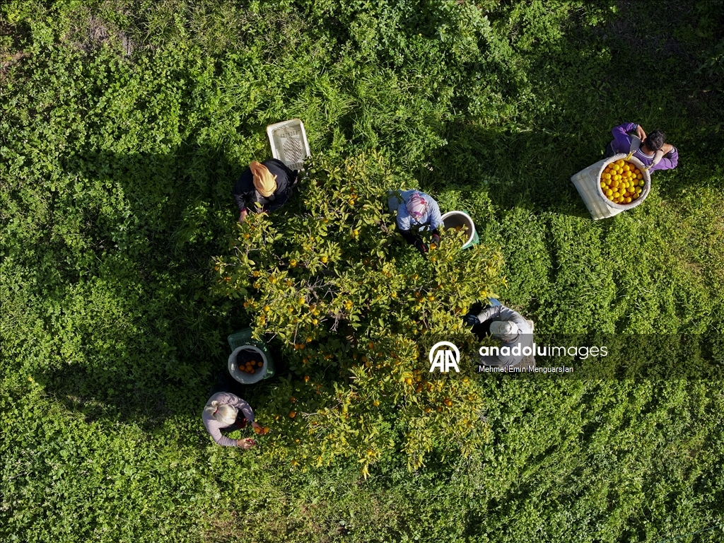 İzmir'in satsuma mandalinasında verim arttı
