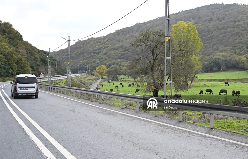 İstanbul'un köy hayatı süren mahallelerinde stresten uzak organik yaşam