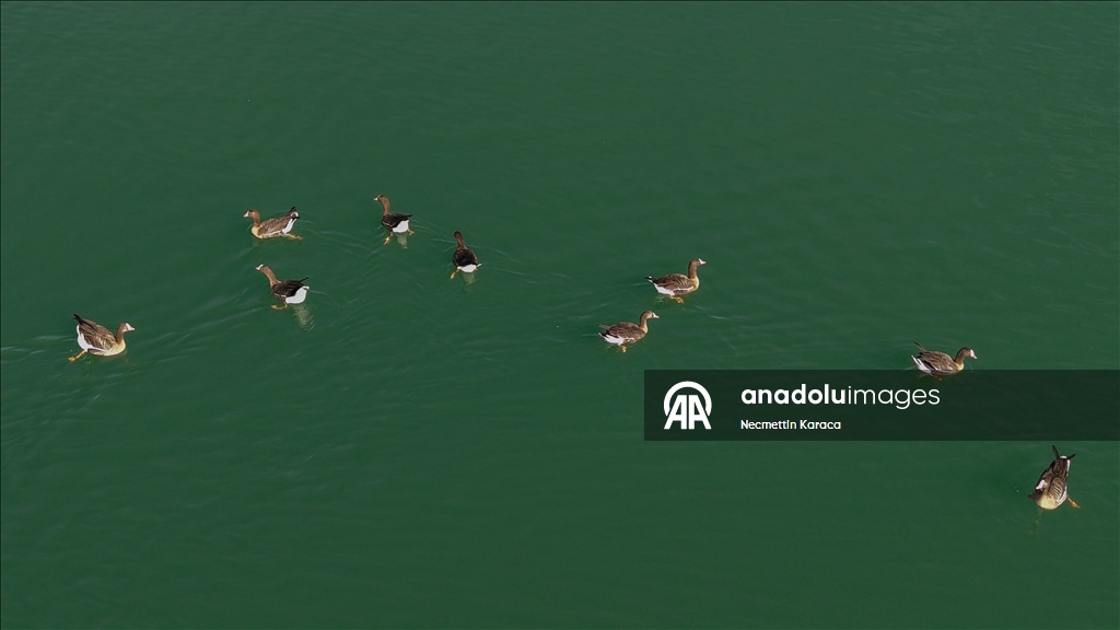 Птичий рай озера Эрчек стал пристанищем для диких гусей