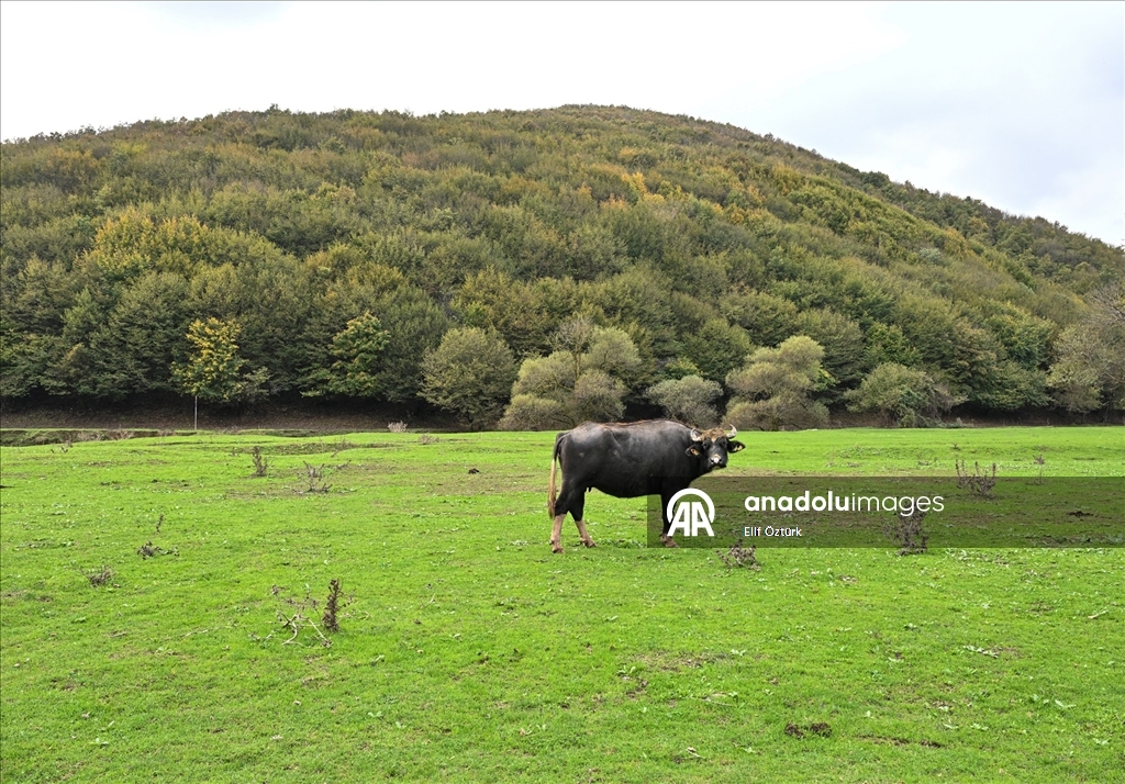 İstanbul'un köy hayatı süren mahallelerinde stresten uzak organik yaşam