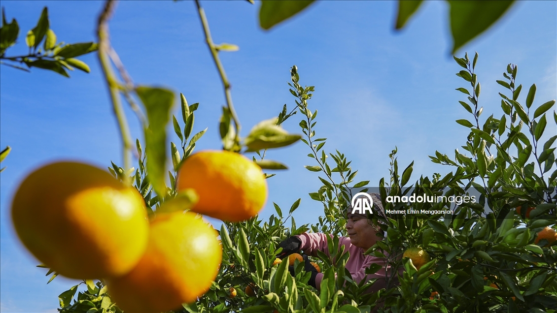 İzmir'in satsuma mandalinasında verim arttı