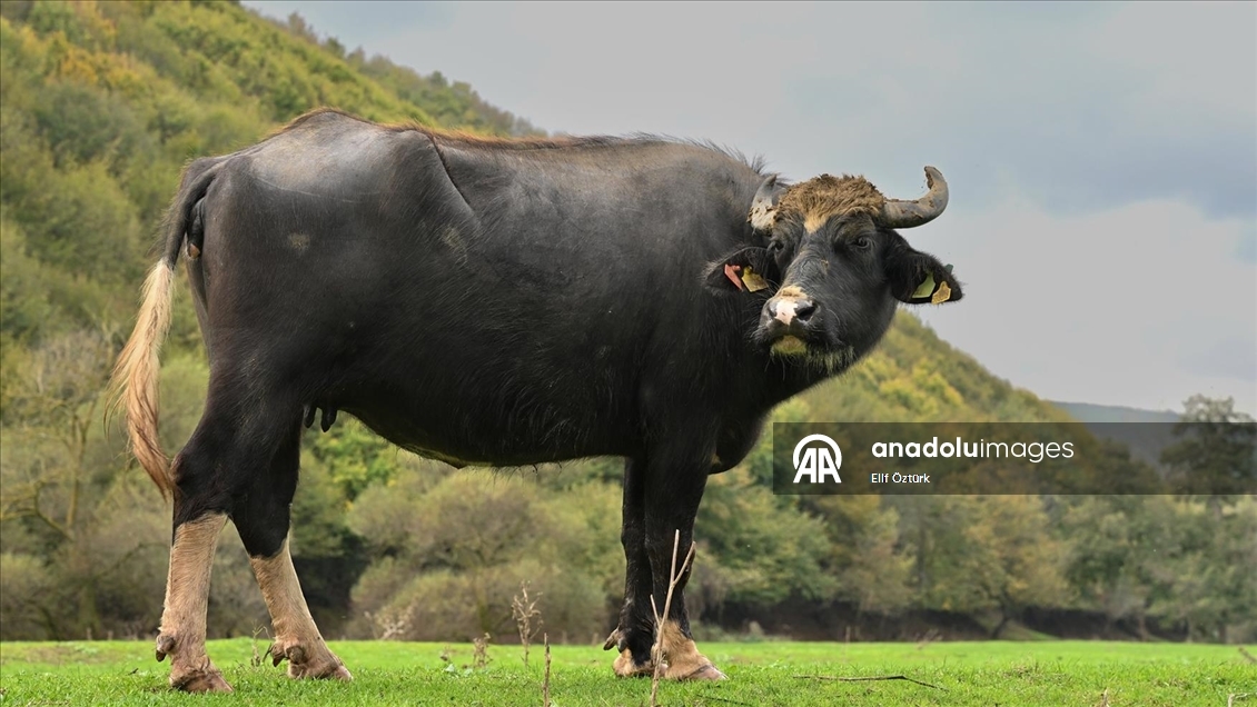 İstanbul'un köy hayatı süren mahallelerinde stresten uzak organik yaşam