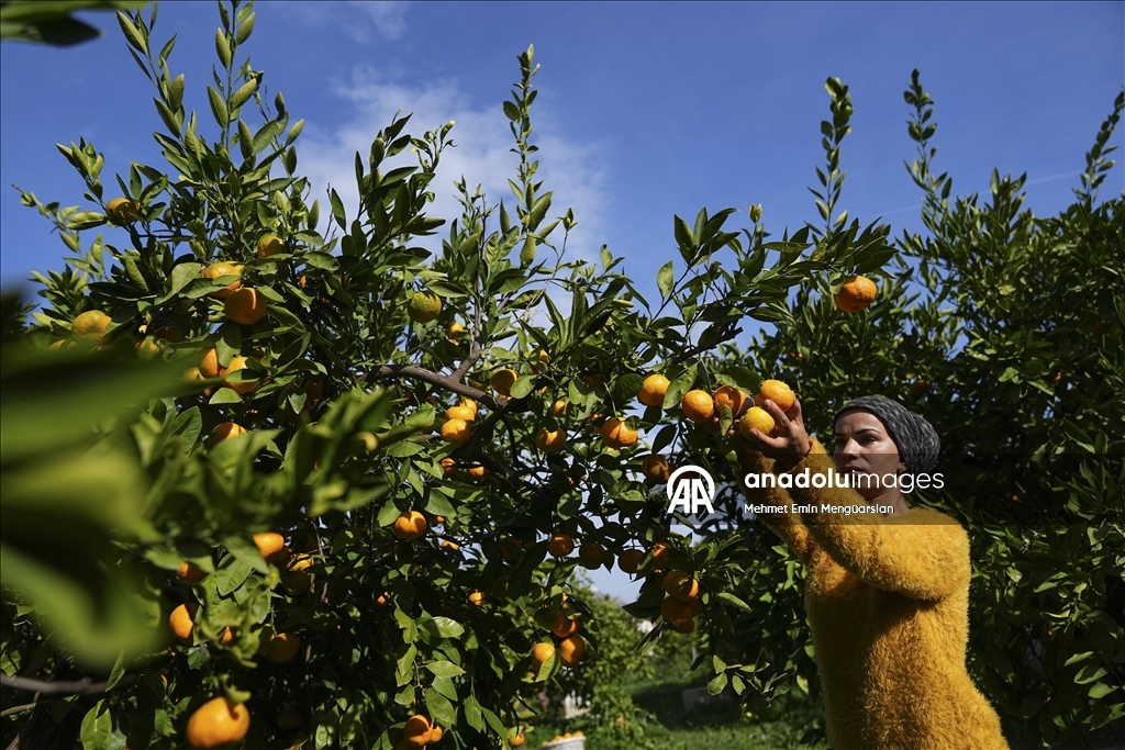 İzmir'in satsuma mandalinasında verim arttı