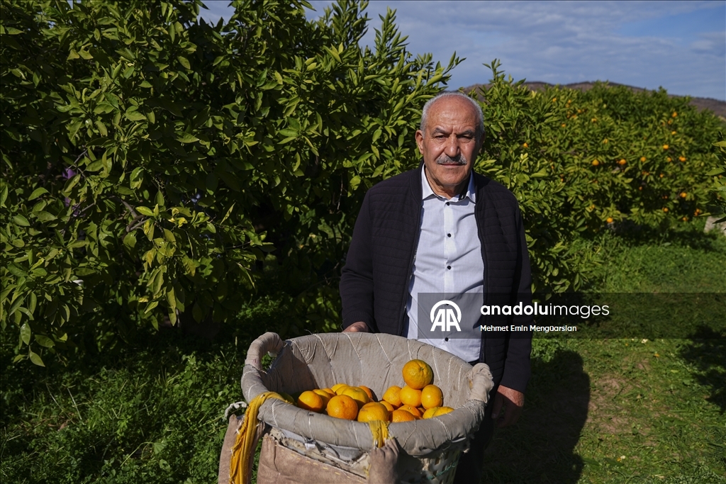 İzmir'in satsuma mandalinasında verim arttı