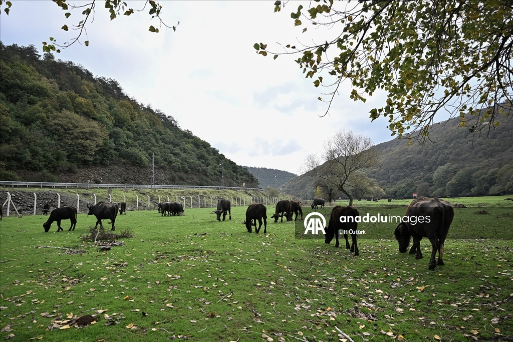 İstanbul'un köy hayatı süren mahallelerinde stresten uzak organik yaşam