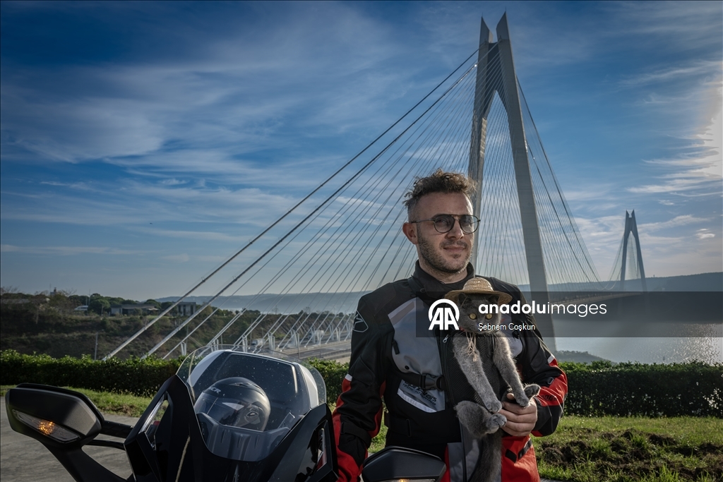 На улицах Стамбула появился кот-мотоциклист