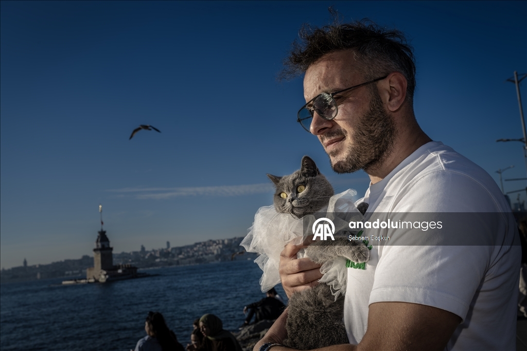 На улицах Стамбула появился кот-мотоциклист