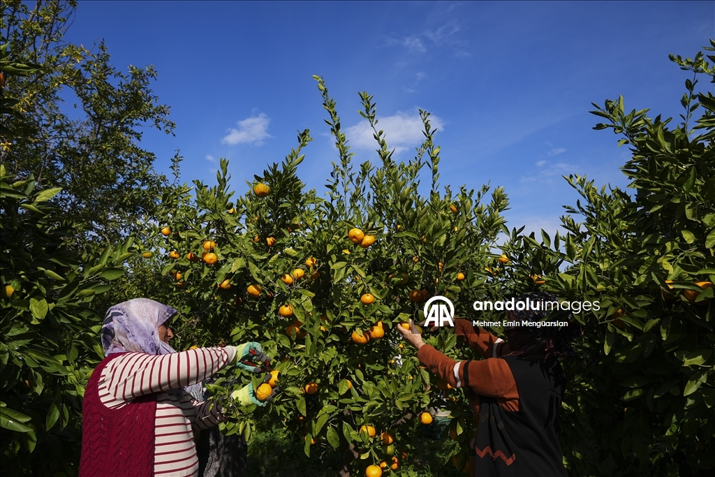 İzmir'in satsuma mandalinasında verim arttı