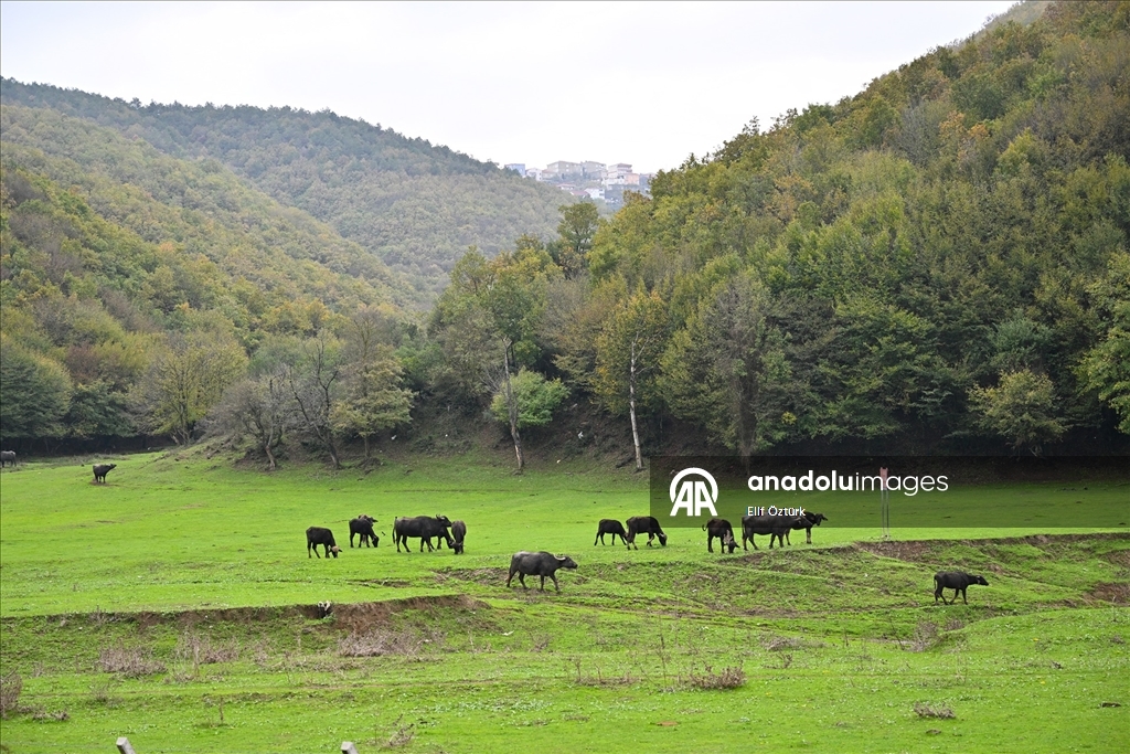 İstanbul'un köy hayatı süren mahallelerinde stresten uzak organik yaşam