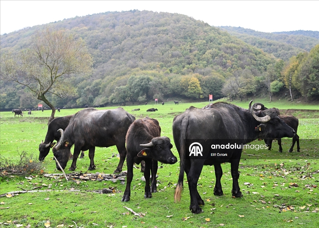 İstanbul'un köy hayatı süren mahallelerinde stresten uzak organik yaşam