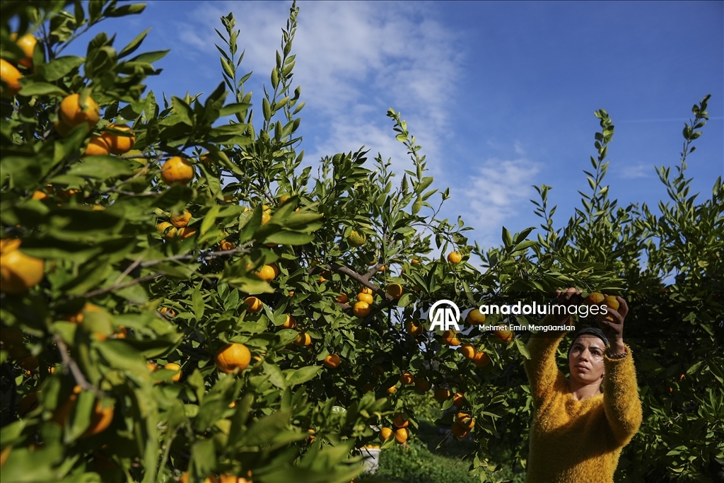 İzmir'in satsuma mandalinasında verim arttı