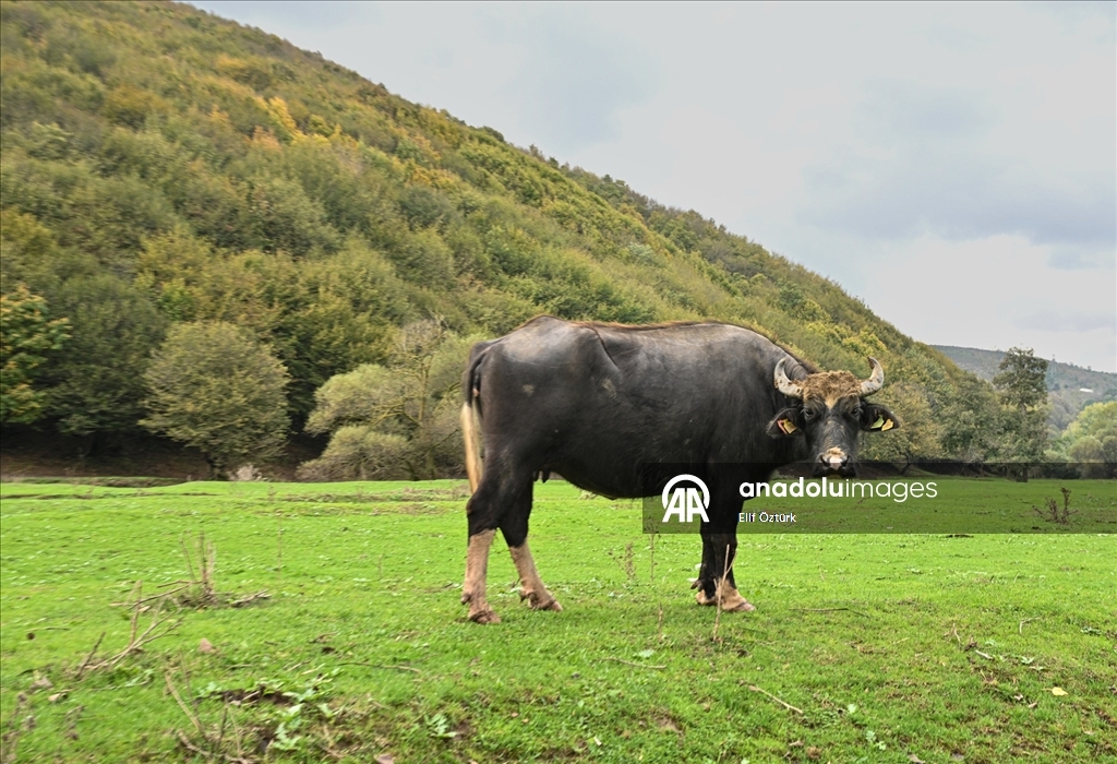 İstanbul'un köy hayatı süren mahallelerinde stresten uzak organik yaşam