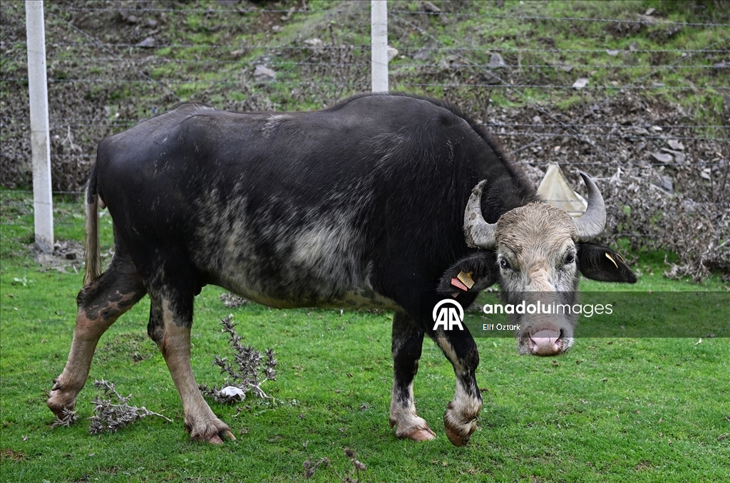 İstanbul'un köy hayatı süren mahallelerinde stresten uzak organik yaşam