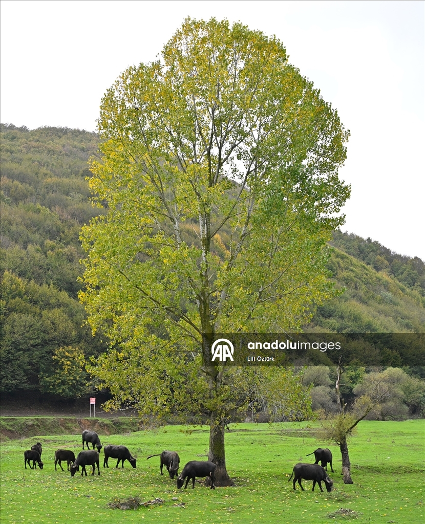 İstanbul'un köy hayatı süren mahallelerinde stresten uzak organik yaşam