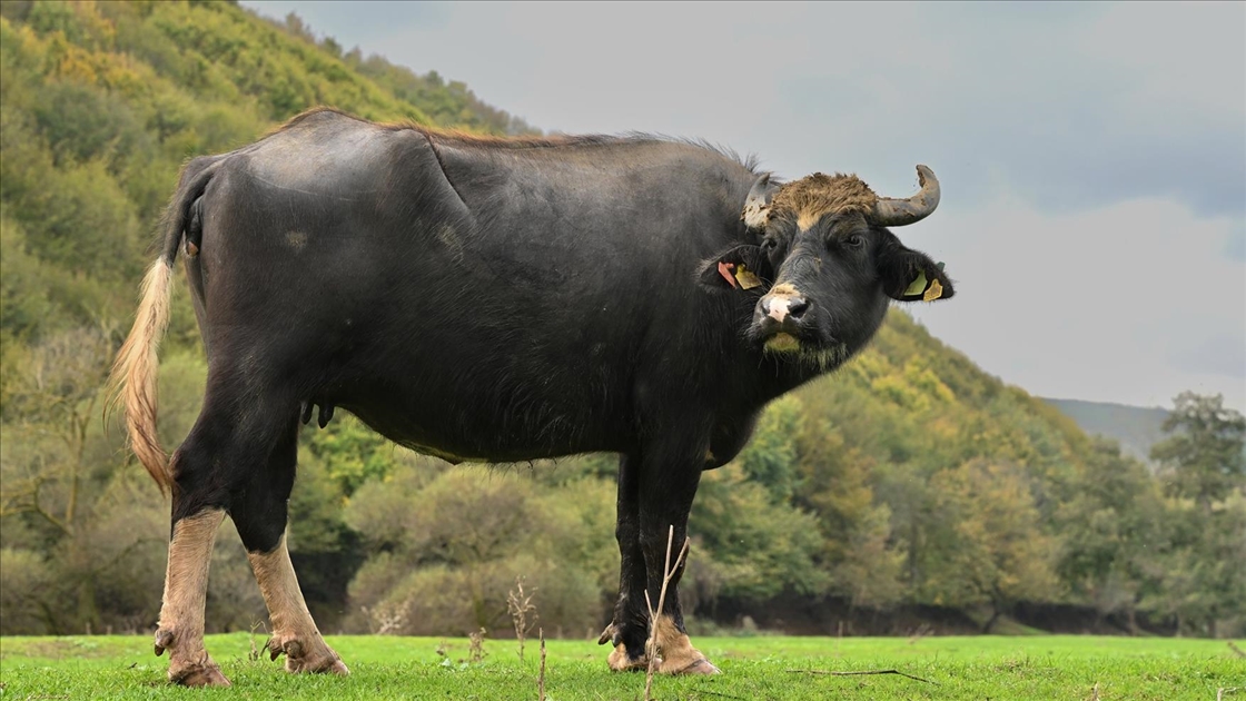 İstanbul'un köy hayatı süren mahallelerinde stresten uzak organik yaşam