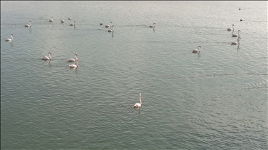 Птичий рай озера Эрчек стал пристанищем для диких гусей