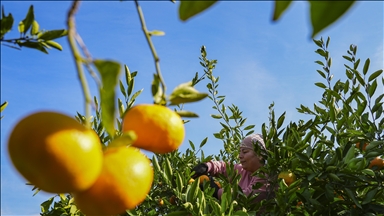 İzmir'in satsuma mandalinasında verim arttı