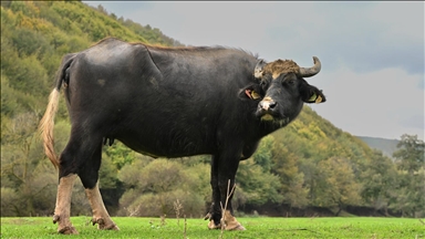 İstanbul'un köy hayatı süren mahallelerinde stresten uzak organik yaşam