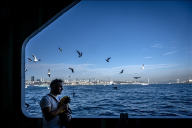 На улицах Стамбула появился кот-мотоциклист