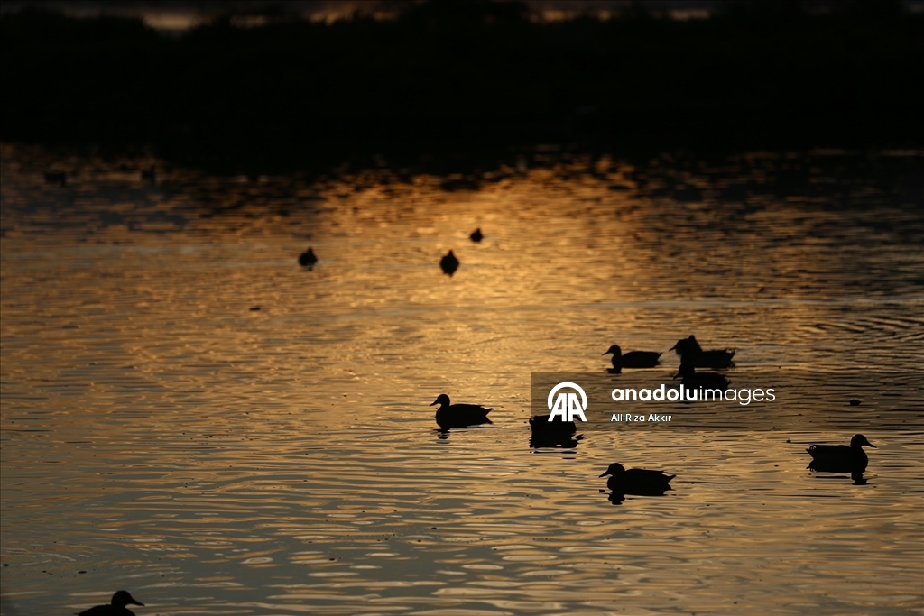 Fethiye'de Kuş Cenneti'nin sakinleri, fotoğrafçılara renkli kareler sunuyor