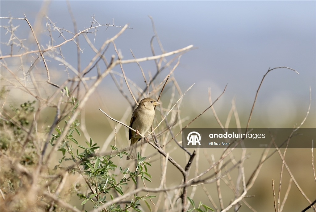 Fethiye'de Kuş Cenneti'nin sakinleri, fotoğrafçılara renkli kareler sunuyor