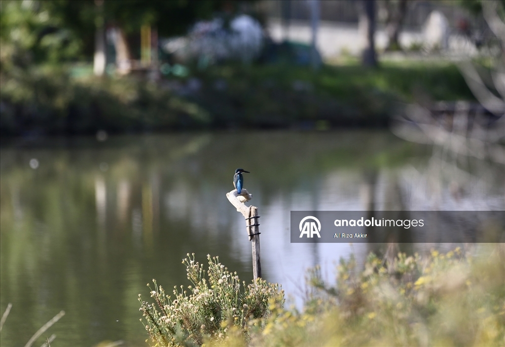 Fethiye'de Kuş Cenneti'nin sakinleri, fotoğrafçılara renkli kareler sunuyor