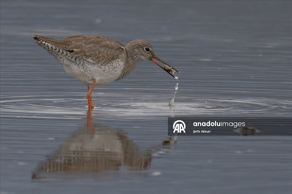 Fethiye'de Kuş Cenneti'nin sakinleri, fotoğrafçılara renkli kareler sunuyor