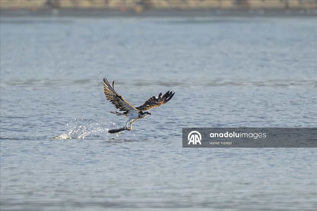 Fethiye'de Kuş Cenneti'nin sakinleri, fotoğrafçılara renkli kareler sunuyor