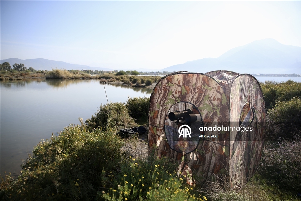 Fethiye'de Kuş Cenneti'nin sakinleri, fotoğrafçılara renkli kareler sunuyor