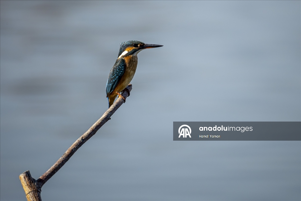 Fethiye'de Kuş Cenneti'nin sakinleri, fotoğrafçılara renkli kareler sunuyor
