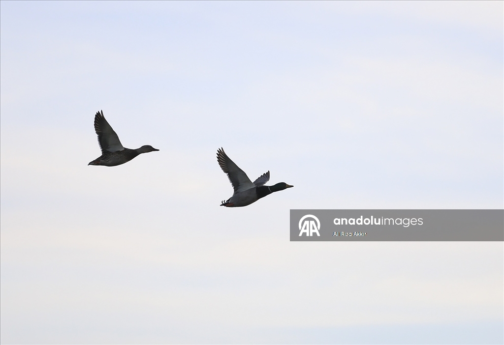 Fethiye'de Kuş Cenneti'nin sakinleri, fotoğrafçılara renkli kareler sunuyor