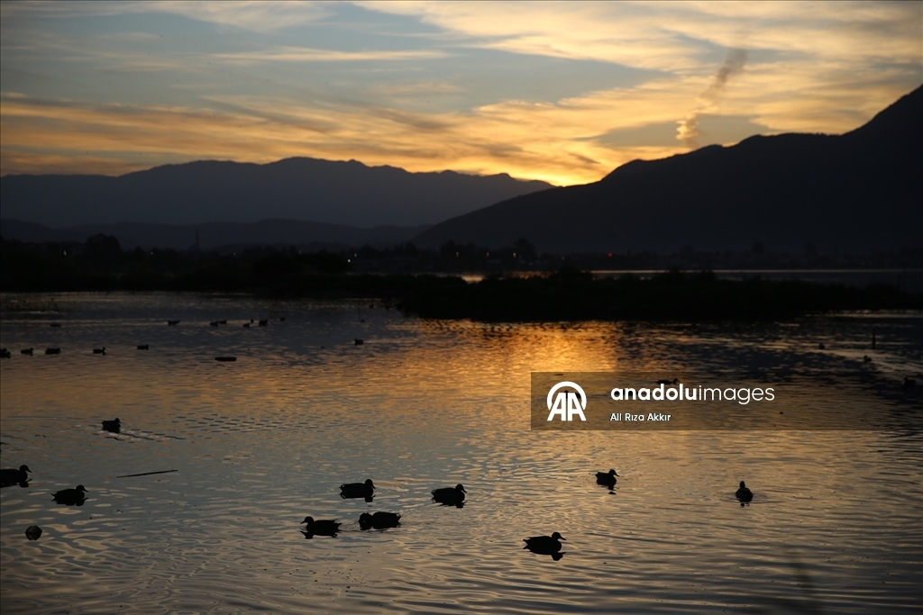 Fethiye'de Kuş Cenneti'nin sakinleri, fotoğrafçılara renkli kareler sunuyor