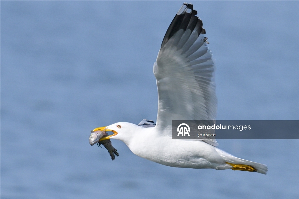Fethiye'de Kuş Cenneti'nin sakinleri, fotoğrafçılara renkli kareler sunuyor