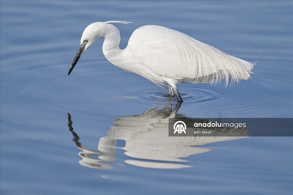 Fethiye'de Kuş Cenneti'nin sakinleri, fotoğrafçılara renkli kareler sunuyor
