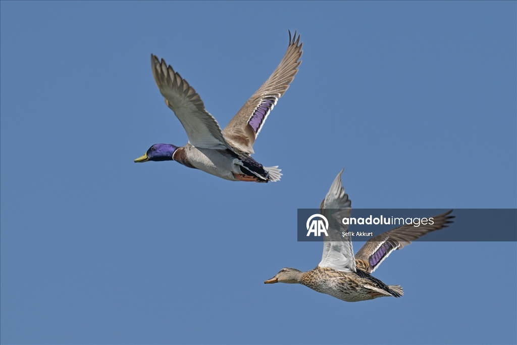 Fethiye'de Kuş Cenneti'nin sakinleri, fotoğrafçılara renkli kareler sunuyor