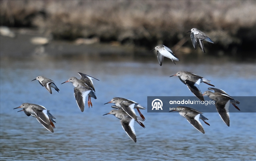 Fethiye'de Kuş Cenneti'nin sakinleri, fotoğrafçılara renkli kareler sunuyor