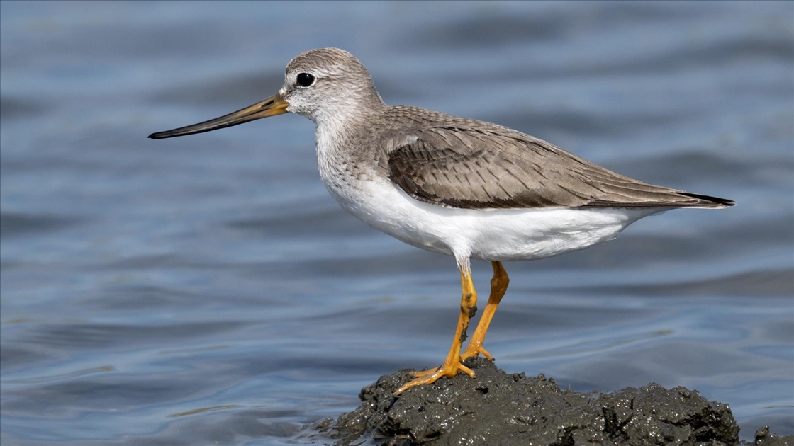 Fethiye'de Kuş Cenneti'nin sakinleri, fotoğrafçılara renkli kareler sunuyor