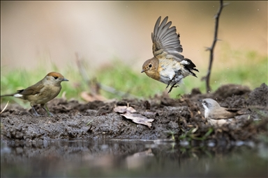 Птицы слетаются к водным источникам Бурсы